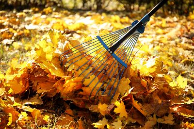Promoting Lawn Health